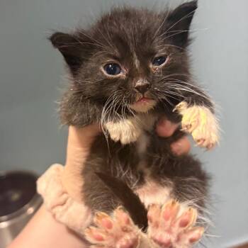 Snoogums-Boogums -  Domestic Short Hair Cat for Adoption in Chattanooga, Tennessee - Snoogums-Boogums | PetCurious