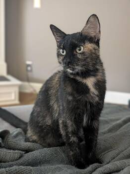 Birdie -  Domestic Short Hair Cat for Adoption in Overland Park, Kansas - Birdie | PetCurious