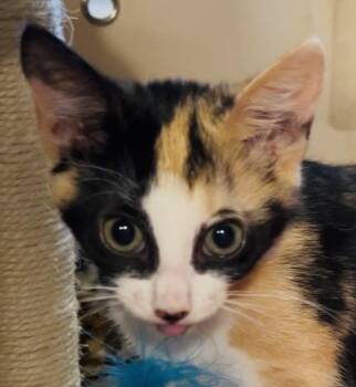 Appoloosa -  Domestic Short Hair Cat for Adoption in New York, New York - Appoloosa | PetCurious