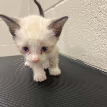 Simba -  Snowshoe Cat for Adoption in Bristol, Indiana - Simba | PetCurious