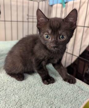 Domestic Short Hair Cats Available for Adoption in Seven Valleys, Pennsylvania - Racketeering (Racket) | PetCurious