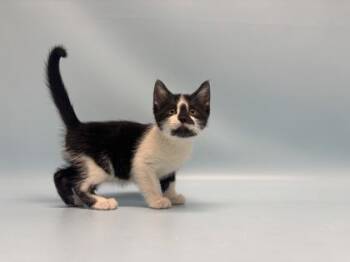 Prince Charming -  Domestic Short Hair Cat for Adoption in Golden Valley, Minnesota - Prince Charming | PetCurious
