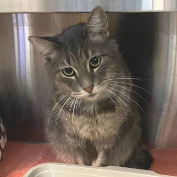 Rescue Domestic Short Hair Cats for Adoption in Los Angeles, California - Marco | PetCurious