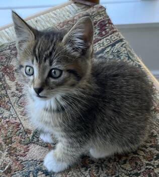Ezzie -  Domestic Short Hair Cat for Adoption in Vancouver, Washington - Ezzie | PetCurious