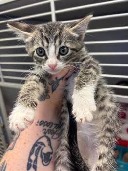 Professor X -  Domestic Short Hair Cat for Adoption in Liverpool, New York - Professor X | PetCurious