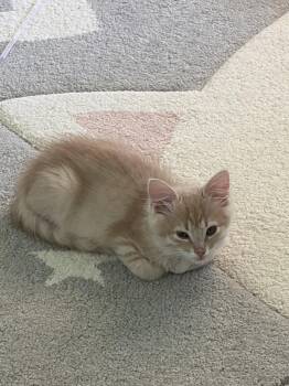 Elmo -  Domestic Medium Hair Cat for Adoption in Plano, Texas - Elmo | PetCurious