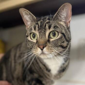 Domestic Short Hair Cats Available for Adoption in Wiggins, Mississippi - Prissy | PetCurious