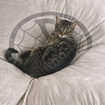 Rescue Domestic Short Hair Cats for Adoption in Foley, Alabama - Gidget | PetCurious