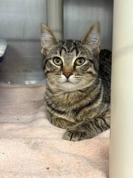 Biscuit -  Domestic Short Hair Cat for Adoption in Gillette, Wyoming - Biscuit | PetCurious