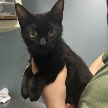 Domestic Short Hair Cats Available for Adoption in Chattanooga, Tennessee - Coconut | PetCurious