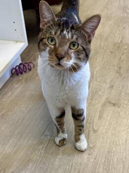 Carl -  Domestic Short Hair Cat for Adoption in Downers Grove, Illinois - Carl | PetCurious