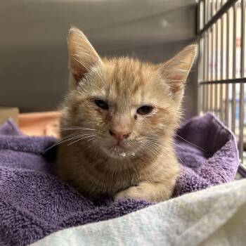 Ted -  Domestic Short Hair Cat for Adoption in Lynchburg, Virginia - Ted | PetCurious
