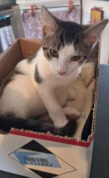 Rescue Domestic Short Hair Cats for Adoption in Adrian, Michigan - Lincoln | PetCurious