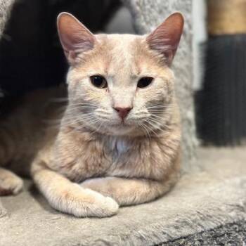 Rescue Domestic Short Hair Cats for Adoption in Los Angeles, California - Blitzen | PetCurious