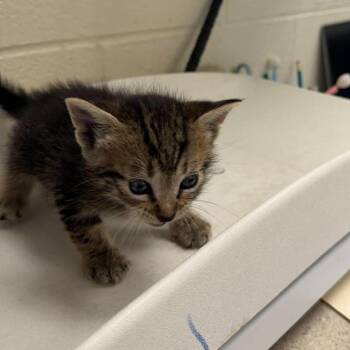 Domestic Short Hair Cats Available for Adoption in Bastrop, Texas - Tiko 26-05-123 | PetCurious