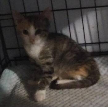 Sasha Lee -  Calico Cat for Adoption in PORT WENTWRTH, Georgia - Sasha Lee | PetCurious