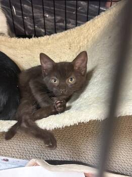 Rasputin- MD -  Domestic Short Hair Cat for Adoption in Fort Walton Beach, Florida - Rasputin- MD | PetCurious