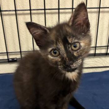 Mable -  Domestic Medium Hair Cat for Adoption in Bronson, Florida - Mable | PetCurious