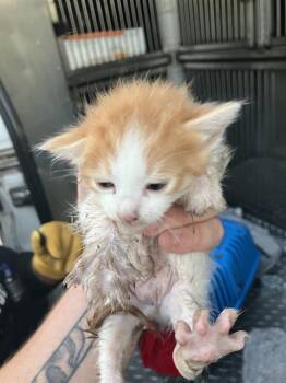 Domestic Medium Hair Cats Available for Adoption in Dallas, Texas - BLOSSOM | PetCurious