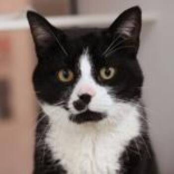 Domestic Short Hair Cats Available for Adoption in Hilliard, Ohio - Luke Skywalker | PetCurious