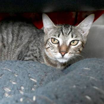 Rescue Domestic Short Hair Cats for Adoption in West Palm Beach, Florida - Cobweb | PetCurious