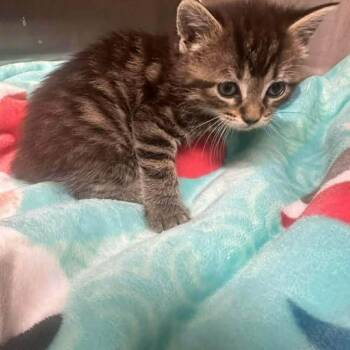 Sigma -  Domestic Short Hair Cat Available for Adoption in Madison, Wisconsin - Sigma | PetCurious