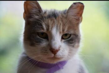 Domestic Short Hair Cats Available for Adoption - Penelope ( Affectionate & Loving) | PetCurious