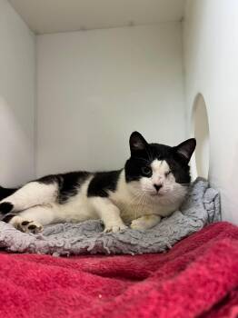 Roméo -  Domestic Short Hair Cat for Adoption in Delson, Quebec - Roméo | PetCurious