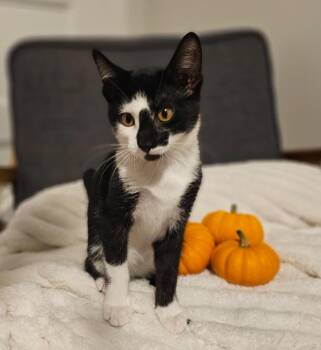 Meeko -  Domestic Short Hair Cat for Adoption in Ogden, Utah - Meeko | PetCurious