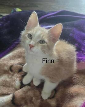 Finn -  Domestic Short Hair Cat for Adoption in The Woodlands, Texas - Finn | PetCurious