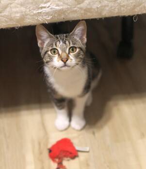 Domestic Short Hair Cats Available for Adoption in Pasco, Washington - Pete | PetCurious