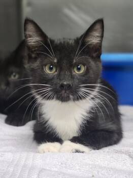Rescue Domestic Short Hair Cats for Adoption in Danielsville, Georgia - Agent J | PetCurious