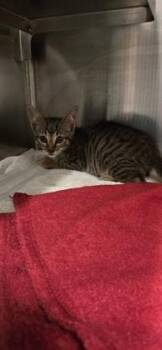 Zoe -  Domestic Short Hair Cat for Adoption in Daphne, Alabama - Zoe | PetCurious