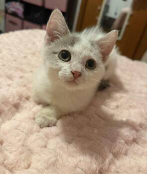 Rescue Domestic Short Hair Cats for Adoption in Barbourville, Kentucky - Joseph | PetCurious