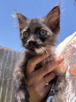 Ellie -  Domestic Medium Hair Cat for Adoption in Liverpool, Texas - Ellie | PetCurious