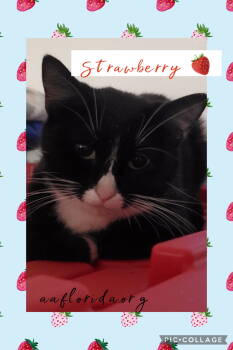 Rescue Domestic Long Hair Cats for Adoption in Pensacola, Florida - Strawberry | PetCurious
