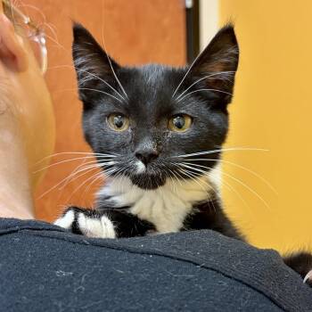 Madonna -  Domestic Short Hair Cat for Adoption in Sonora, California - Madonna | PetCurious