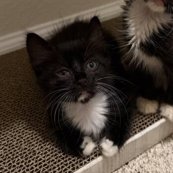 Macie -  Domestic Long Hair Cat for Adoption in Jacksonville, Florida - Macie | PetCurious