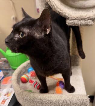 Domestic Short Hair Cats Available for Adoption - Tim | PetCurious