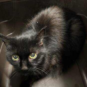 Mary Todd Lincoln -  Domestic Medium Hair Cat for Adoption in York, Pennsylvania - Mary Todd Lincoln | PetCurious