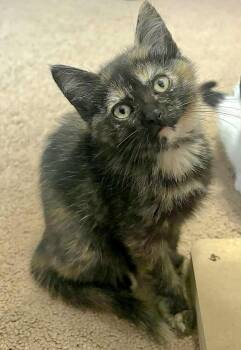 Rescue Domestic Short Hair Cats for Adoption in Minneapolis, Minnesota - Maisey | PetCurious