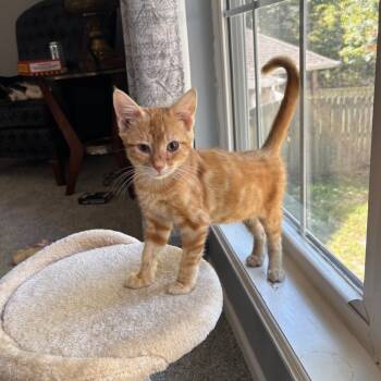 Rescue Domestic Short Hair Cats for Adoption in Columbia, Missouri - Ringo | PetCurious