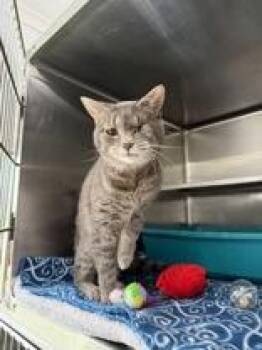 Diego -  Domestic Short Hair Cat for Adoption in Manitowoc, Wisconsin - Diego | PetCurious