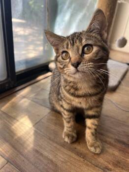 Domestic Short Hair Cats Available for Adoption in Oceanside, California - Gigi | PetCurious