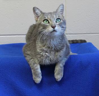 Domestic Short Hair Cats Available for Adoption - Cooper - 43135 | PetCurious