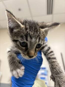 MILES -  Domestic Short Hair Cat for Adoption in Las Vegas, Nevada - MILES | PetCurious