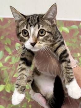 MJ -  Domestic Short Hair Cat for Adoption in San Antonio, Texas - MJ | PetCurious