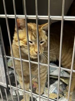 Rescue Domestic Short Hair Cats for Adoption in West Chester, Pennsylvania - Gary | PetCurious