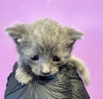 61520376 -  Domestic Medium Hair Cat for Adoption in El Paso, Texas - 61520376 | PetCurious