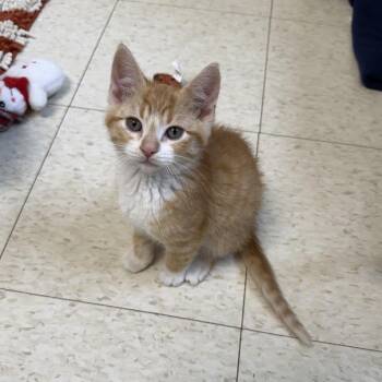 Hermes -  Domestic Short Hair Cat for Adoption in Milford, Iowa - Hermes | PetCurious